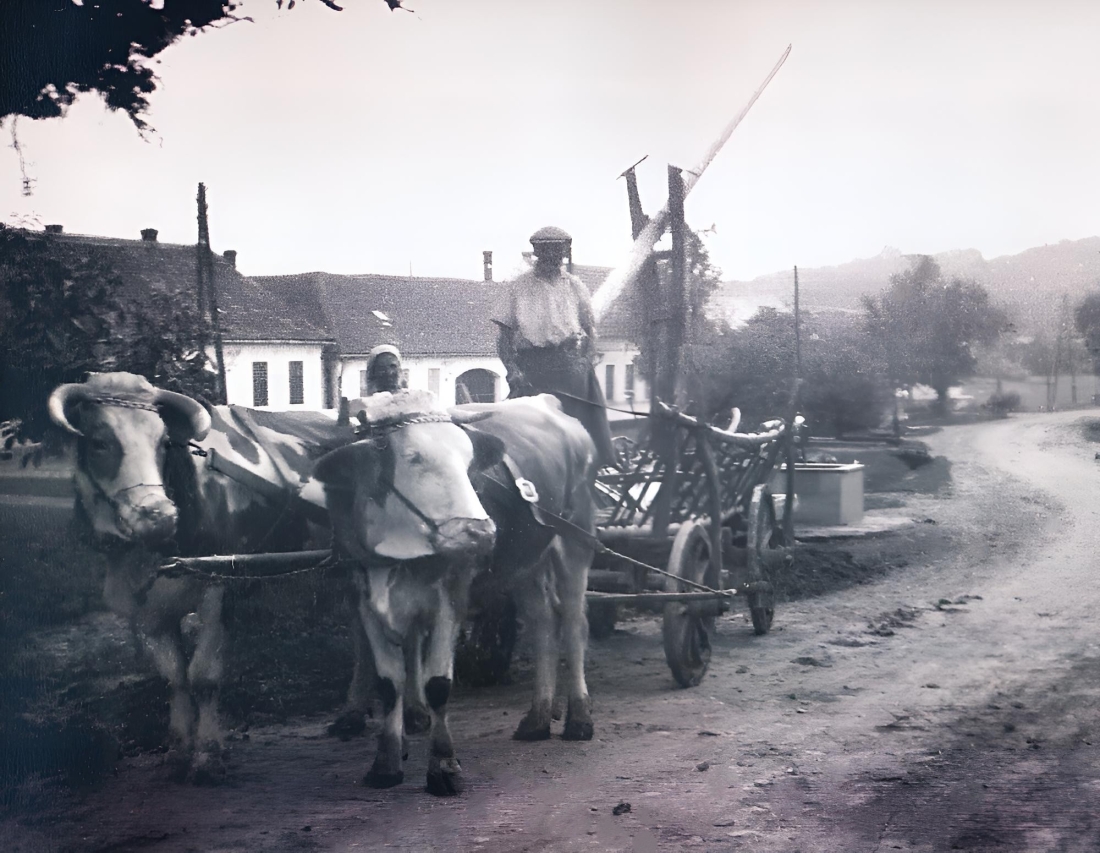 St. Martin: Maria Paul kommt mit ihrem Vater am Kuhgespann von der Feldarbeit