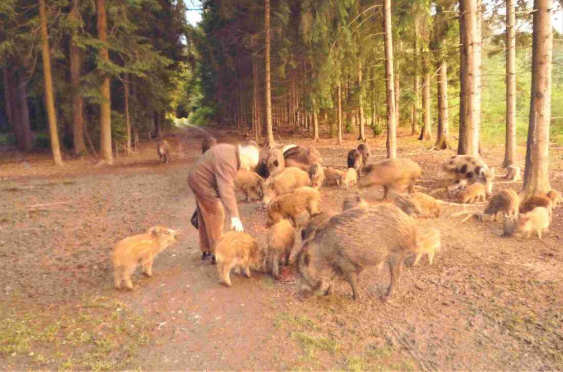 Alois Mayer (*1935/+2017) bei der Wildschweinfütterung im Unterwarter Jagdrevier