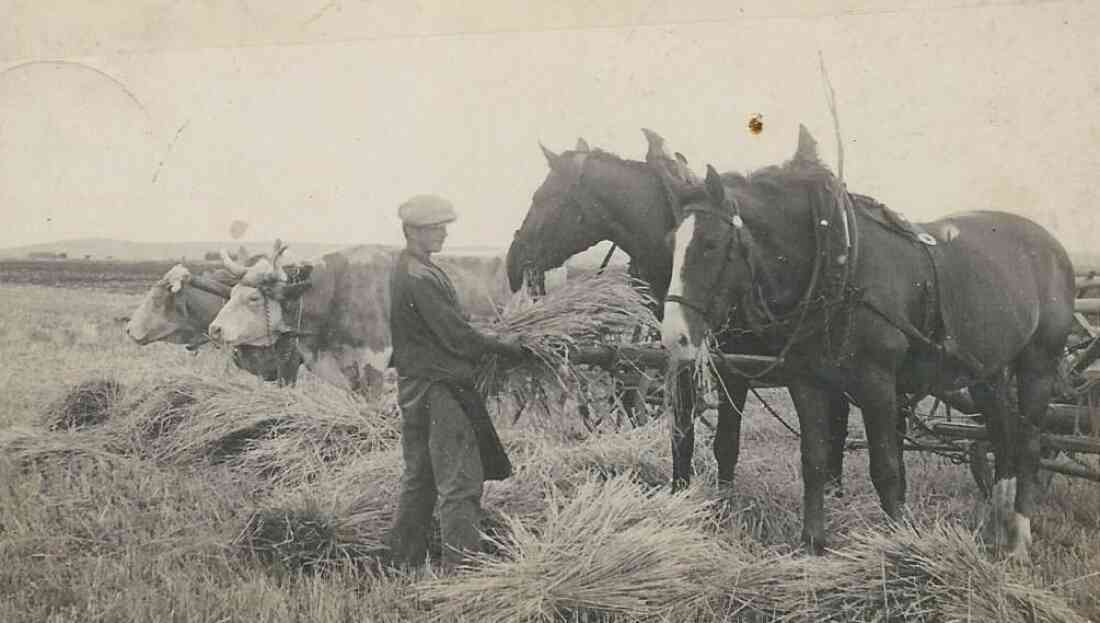Zambo Josef mit Ochsen- und Pferdegespann