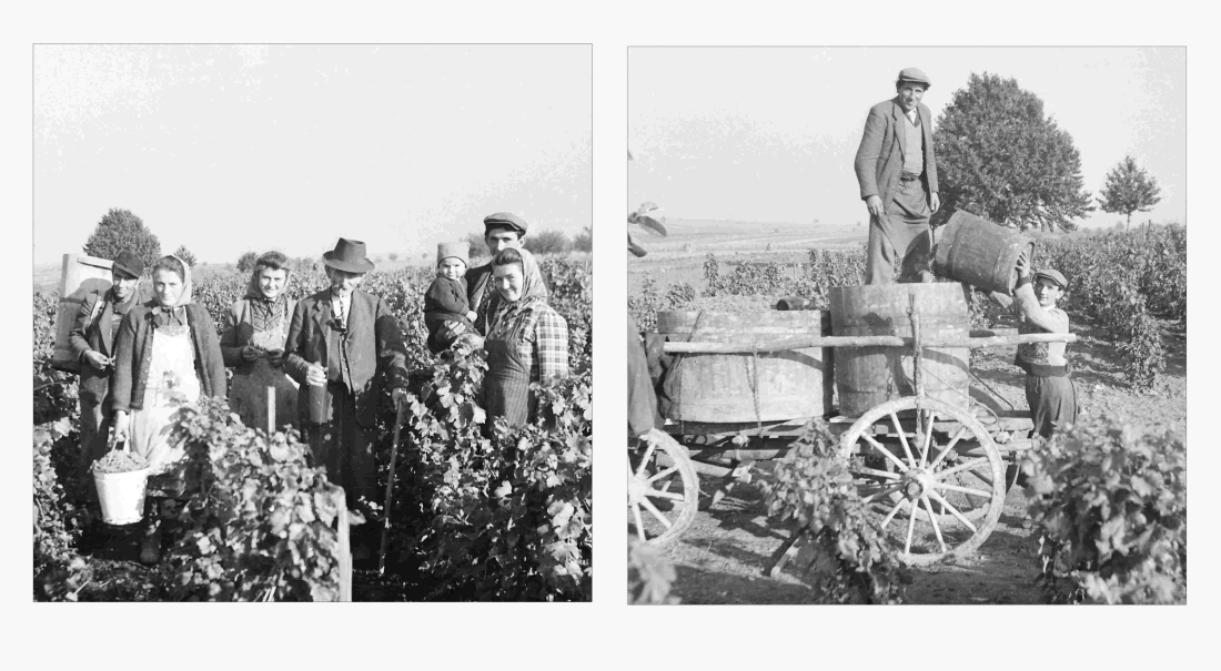 Weingartenarbeit wahrscheinlich um Emma Gaal (*1910/+1967)