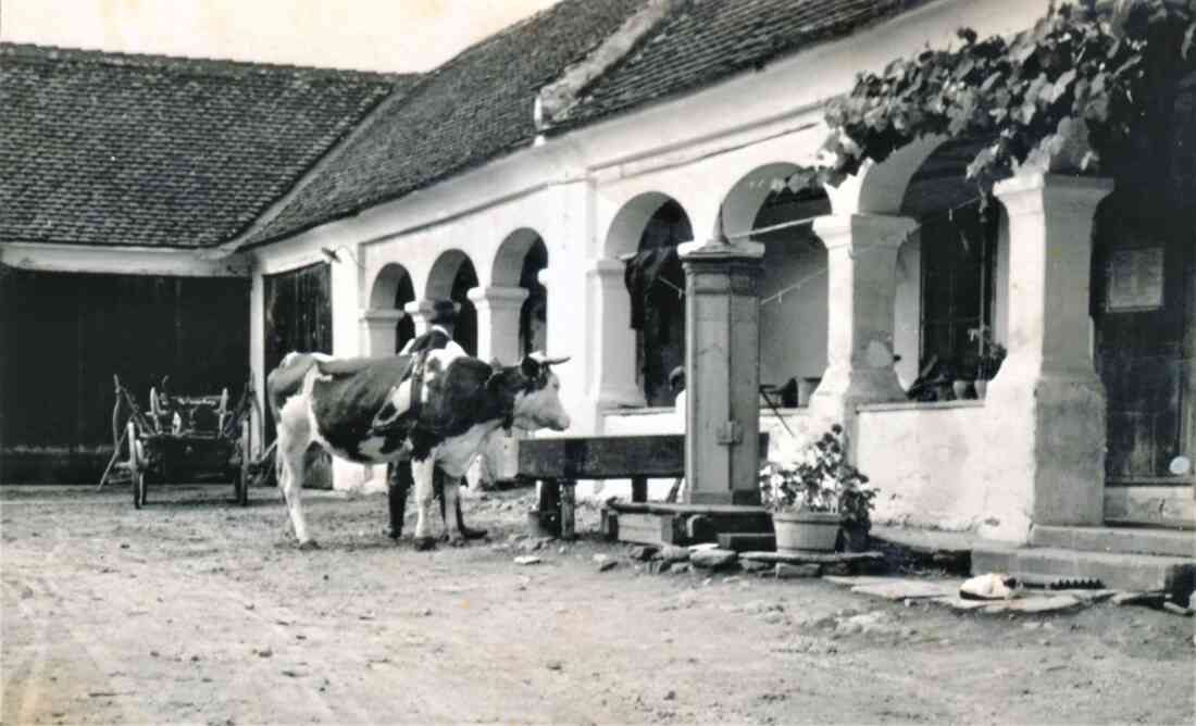 Arkadenhaus: Alexander Benkö (Johann Straussgasse 30)