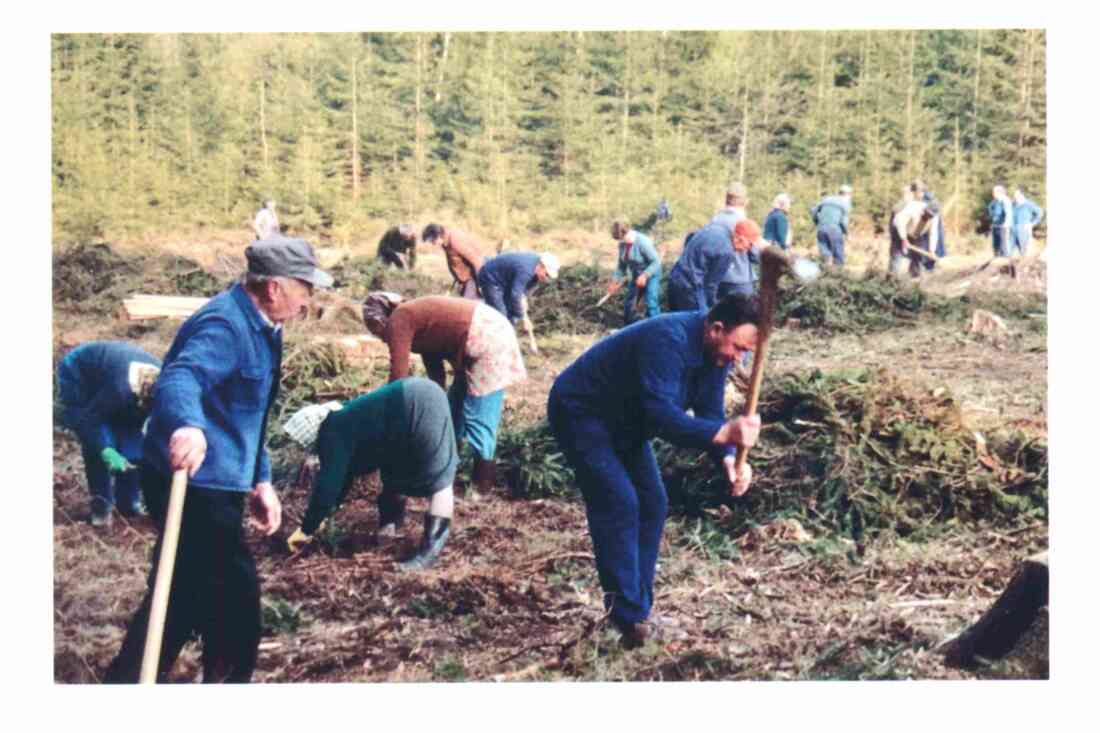 Reformierte Pfarrgemeinde: Aufforstungsarbeiten im Kirchenwald -Hegedüs/Baliko