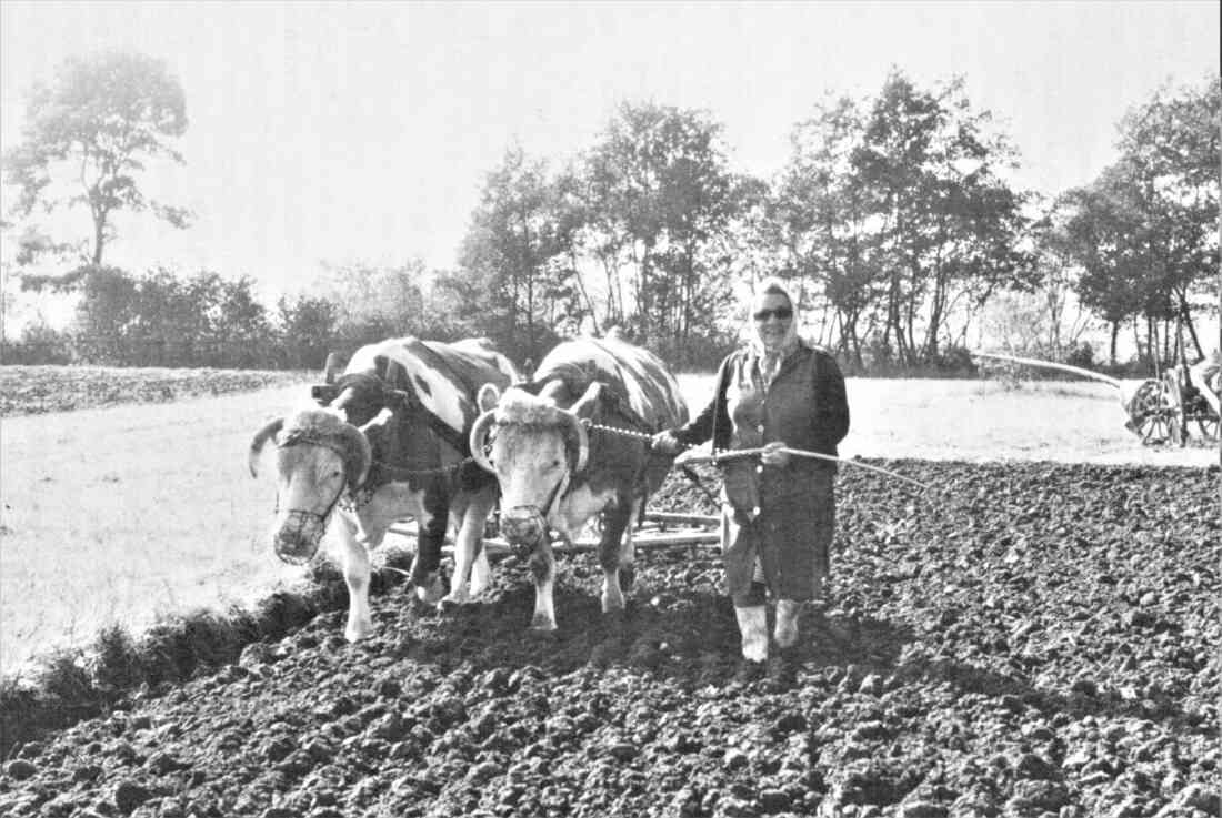 Juliana Imre (geb. Kethelyi; *1914 / +1996; Mondgasse 5) mit ihrem Kuhgespann beim Eggen