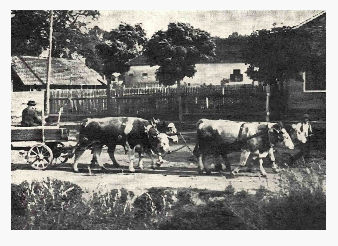 Gespann von Samuel Adorjan mit vier Zuchtstieren beim Schotterführen