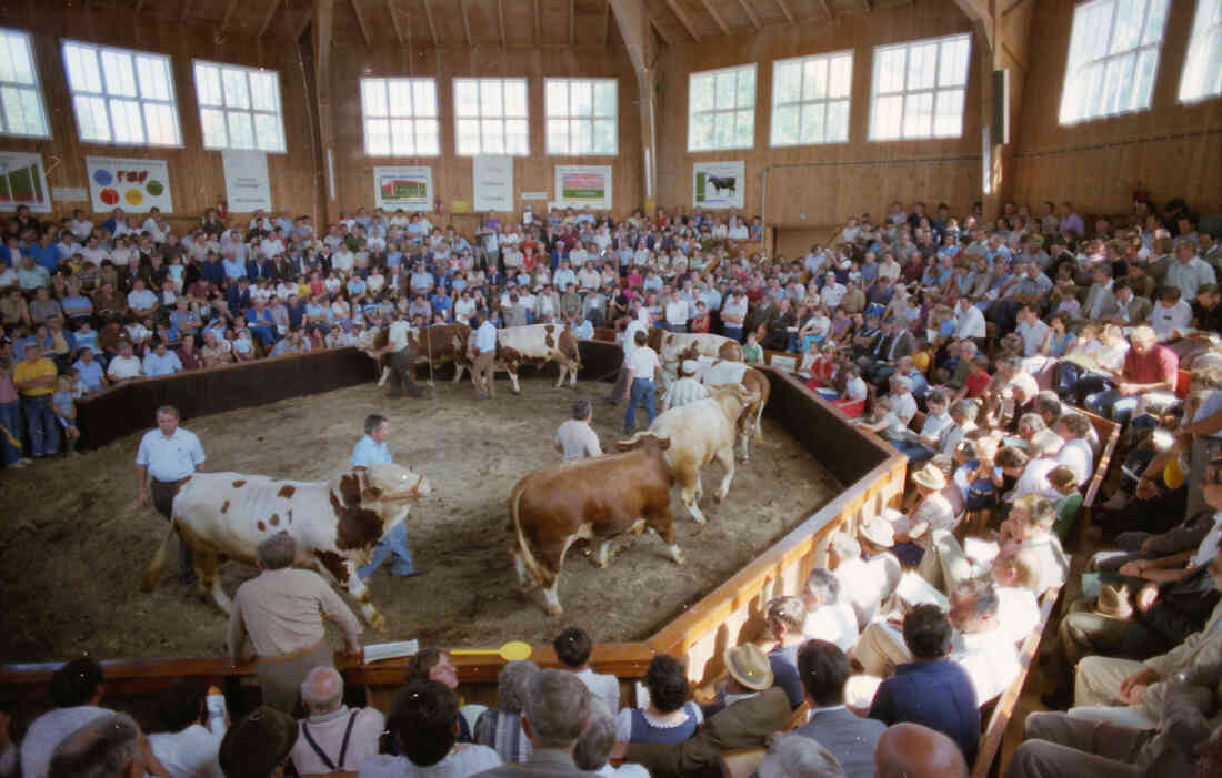 Bgld. Fleckviehzuchtverband: Rinderversteigerung 1984 in der Rotunde (Hauptplatz 8f)