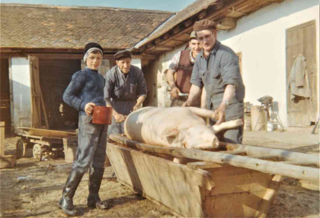 Sauabstechen bei Fam. Imre (Schinterhaus)