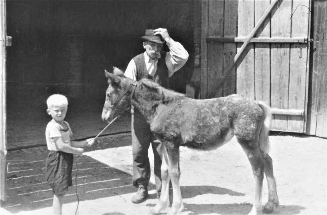 Janos Gaal *1881 /+1954 mit seinem ältestem Enkel Janos Kelemen und Fohlen (Steinamangererstraße 124)