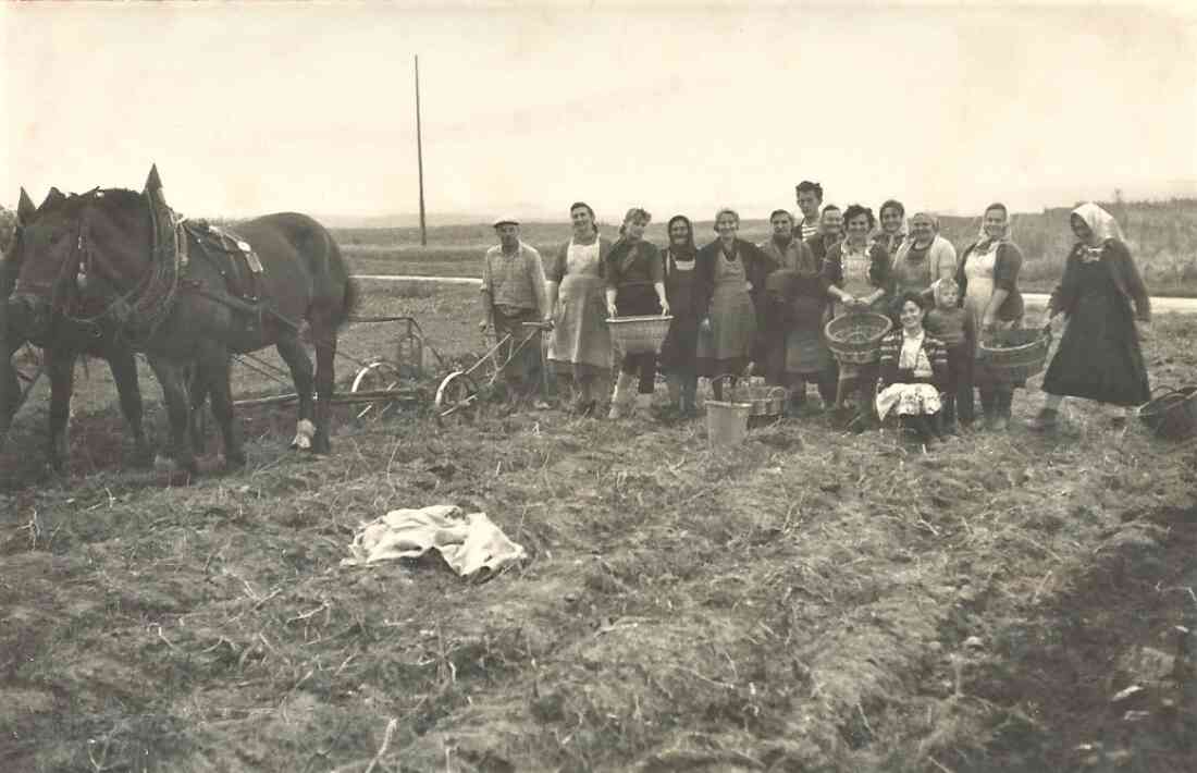 Johann Topler (Janosch - *1915 / +1998) mit seinen HelfernInnen bei der Kartoffelernte - Grazerstraße 62