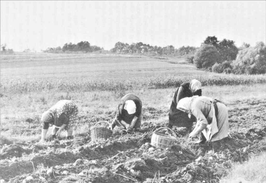 Nachbarschaftshilfe bei der Kartoffelernte