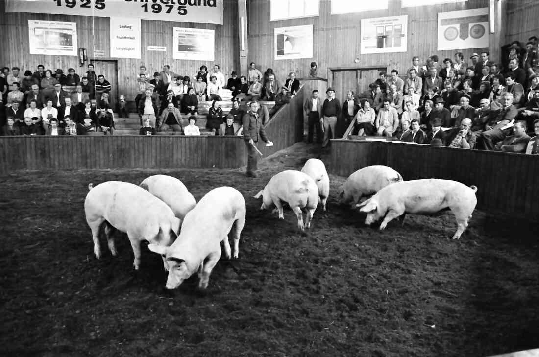 Rotunde: Schweineauftrieb zum 25-jährigen Jubiläum der Errichtung am 5. September 1978