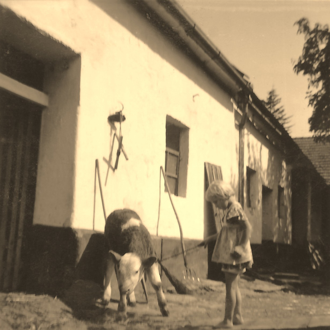St. Martin 31 / Oberwarter Straße 37: Tochter Anna Maria Guger mit dem Hauskalb