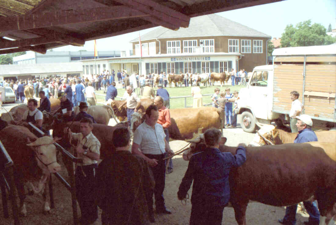 Rotundengelände: Zuchtrinderauftrieb und Versteigerung (Hauptplatz 8f)