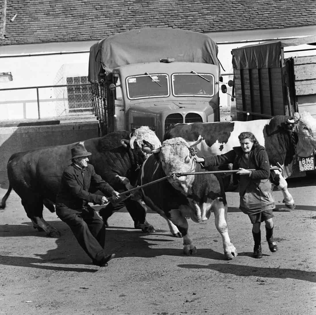 Rotundengelände: Stierschau am 18. Oktober 1972