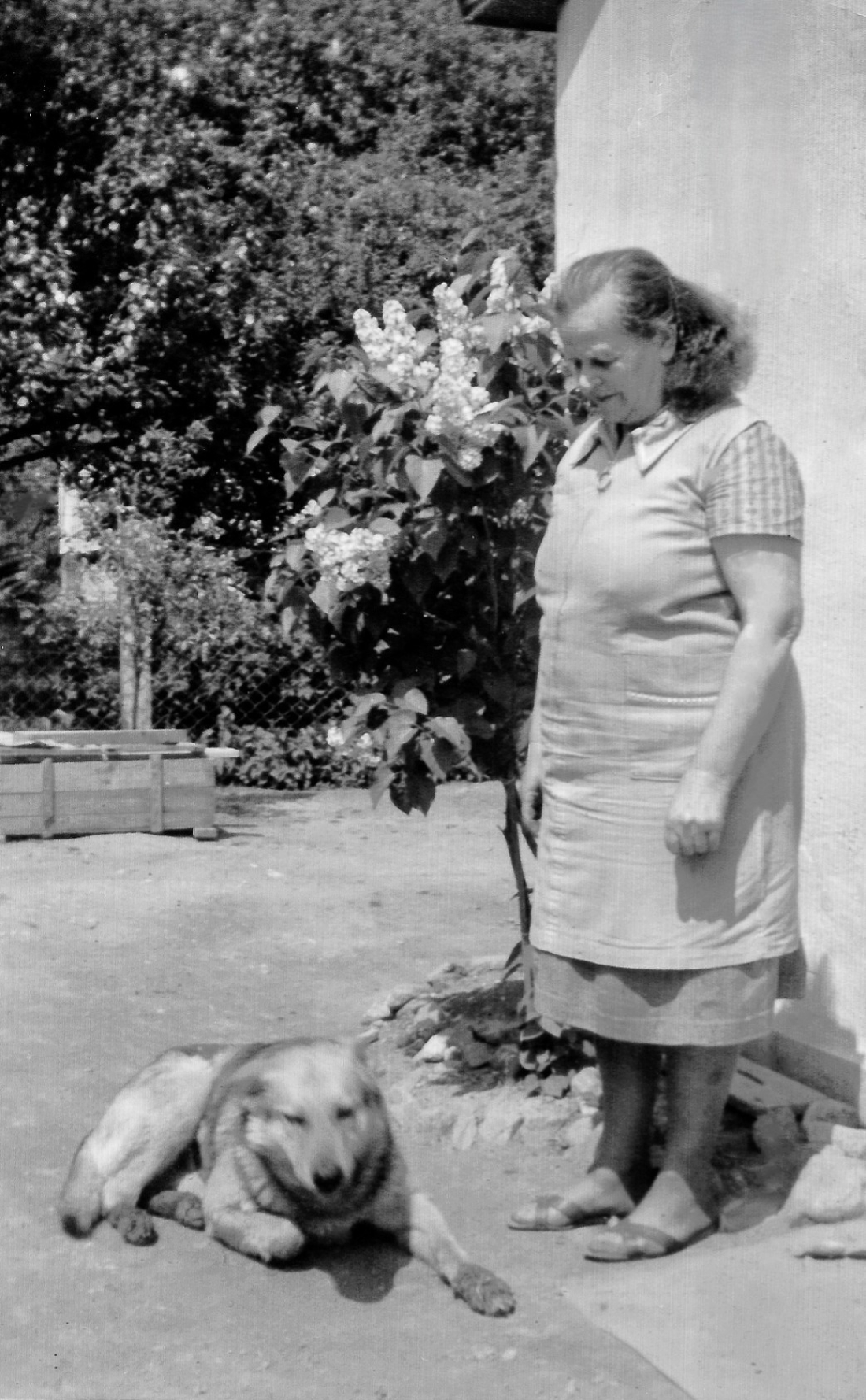 Maria Unger (geb. Steurer, *1904/+1980) mit dem Haus- und Hofhund