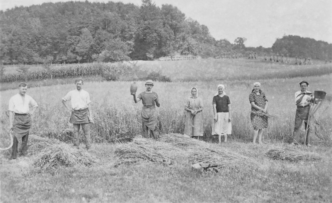 Bei der Getreideernte: Erntearbeit zwischen Oberwart und Unterschützen