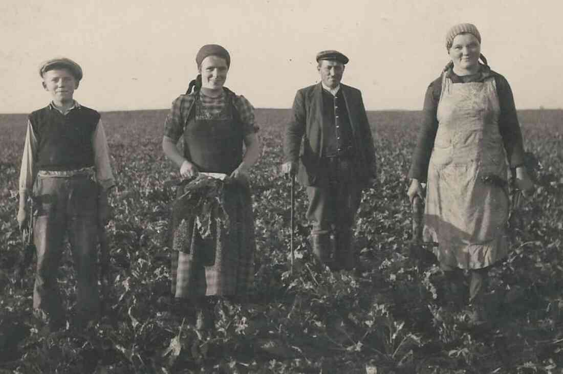 Pongracz Alexander, Pongracz Juliane (verh. Topler) und Zambo Lidia (verh. Fülöp) als Erntehelfer (Partie Gaal)