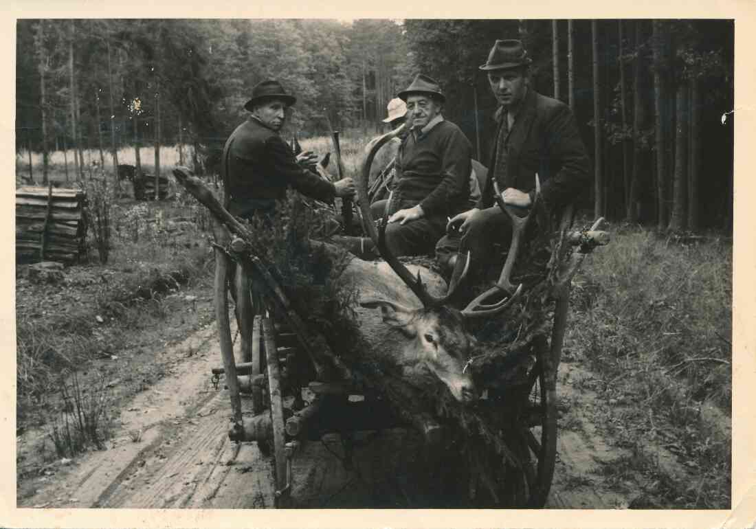 Erlegter Hirsch auf einem Pferdefuhrwerk