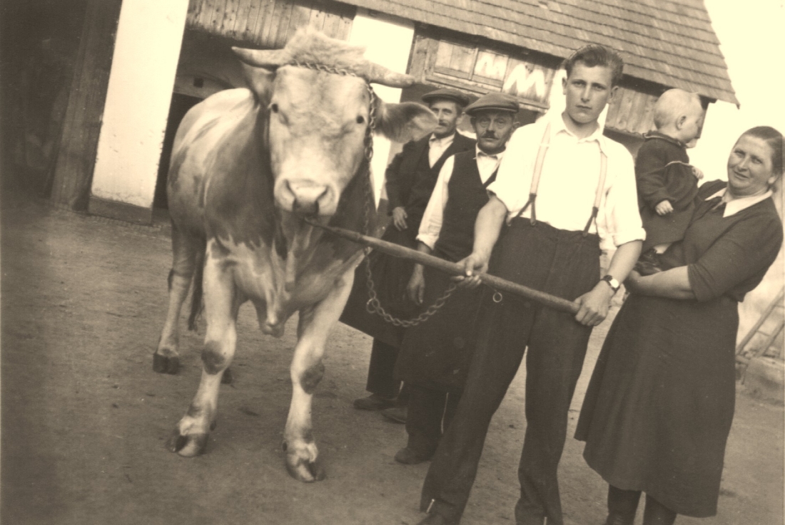 Familie Mohat präsentiert stolz ihren Stier (Dornburggasse 31)