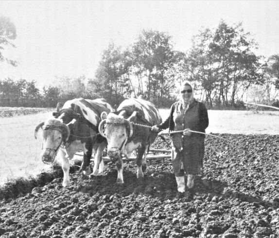 Juliana Imre (geb. Kethelyi; *1914 / +1996; Mondgasse 5) mit ihrem Kuhgespann beim Eggen