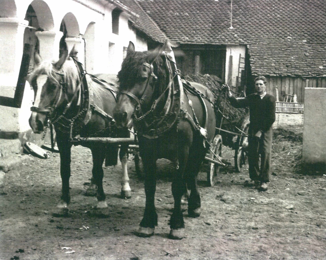 St. Martin: Johann Mirtl mit dem Rossgespann beim Mistführen (Oberwarterstraße 39)
