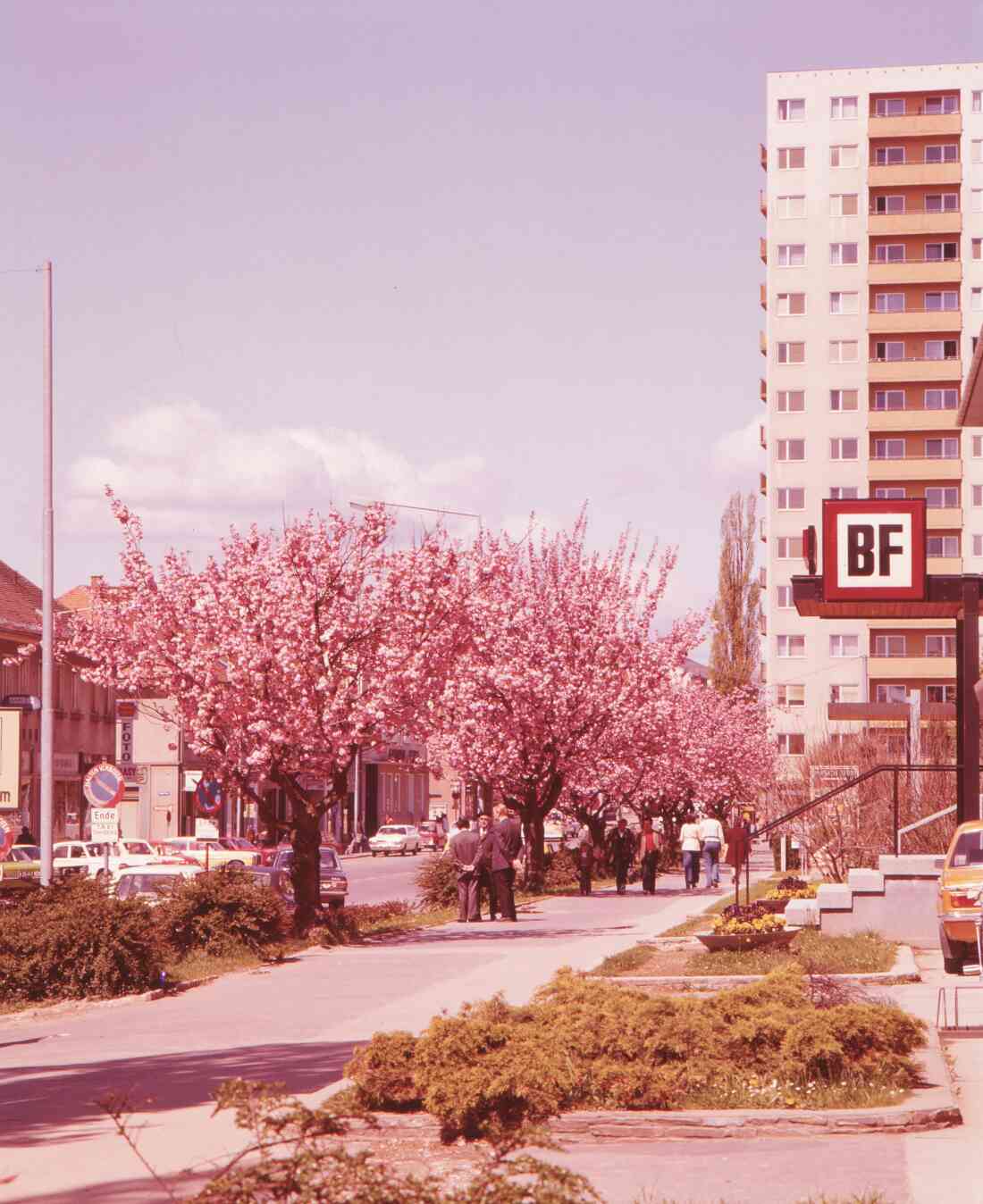 Blühende Bäume am Hauptplatz