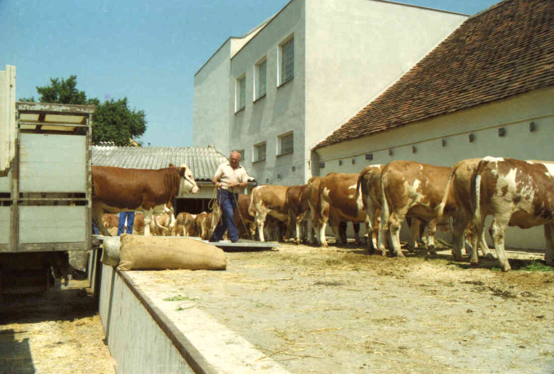 Rotundengelände: Zuchtrinderauftrieb und Versteigerung (Hauptplatz 8f)