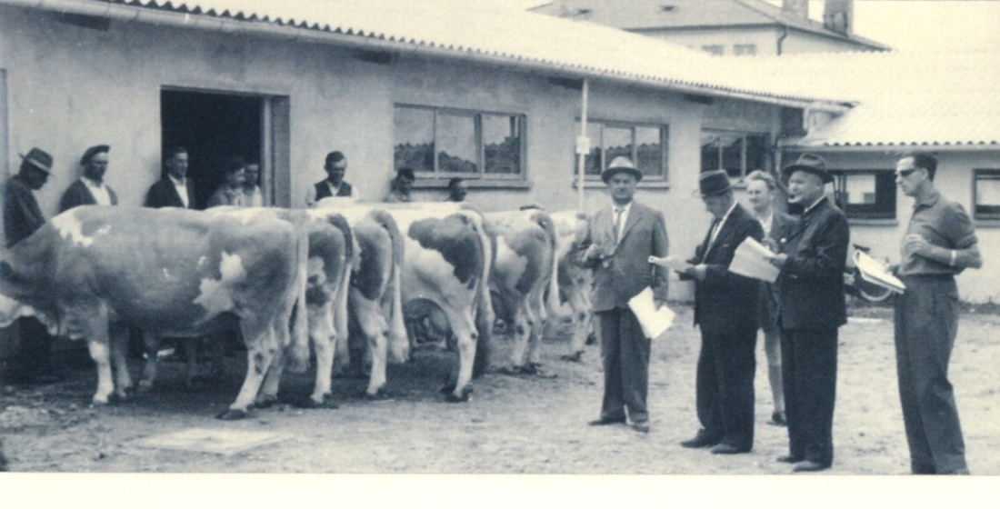 Verbandsviehschau des Bgld. Rinderzuchtverbandes / Fleckviezuchtverbandes im Bereich der Rotunde