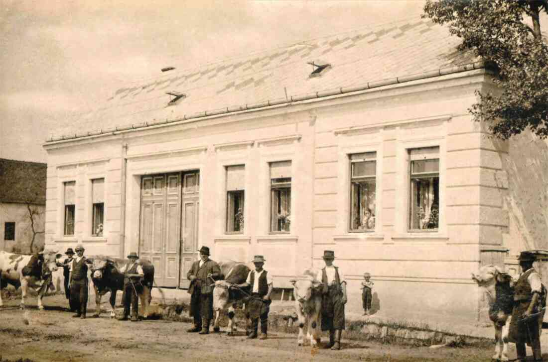 Die Zuchtstiere aus dem Haus Adorjan (OW 302 / Grazerstraße 32)