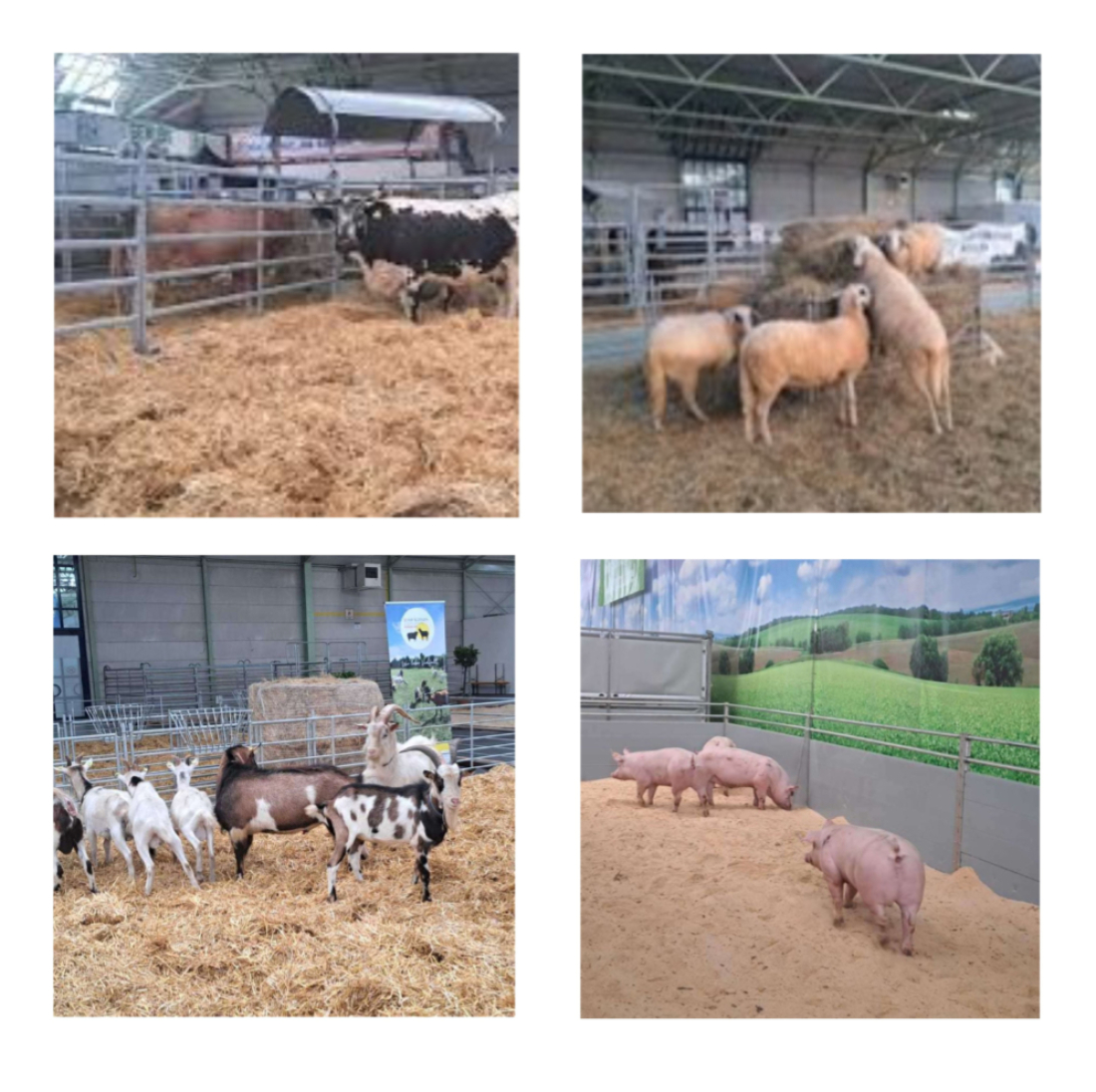 Tierausstellung des Bgld. Rinderzuchtverbands (Fleckviehzuchtverbands) auf der Inform 2011