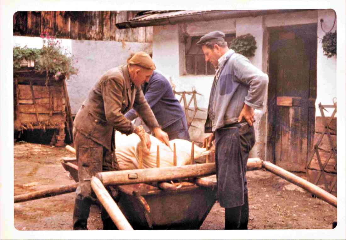 Sauabstechen bei Ludwig Imre (Mondgasse 5)