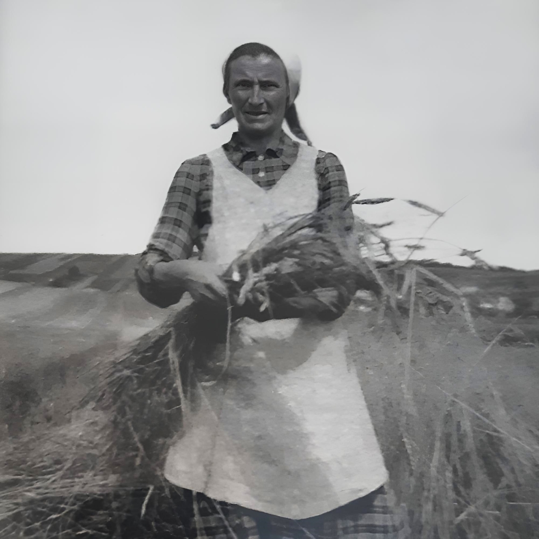 Juliana Steurer (geb. Luif, *1911/+1994) bei der Getreideernte