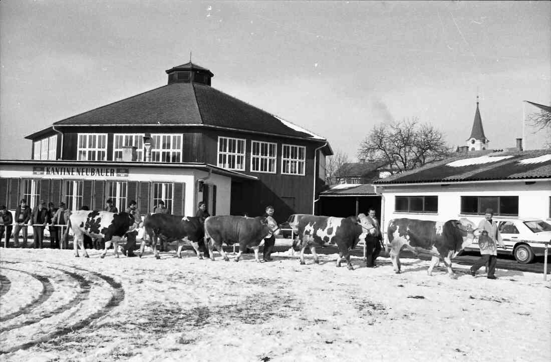 Rotunde (Hauptplatz 8f) - Versteigerungshalle des Bgld. Fleckviehzuchtverbands mit Ställen und Freigelände