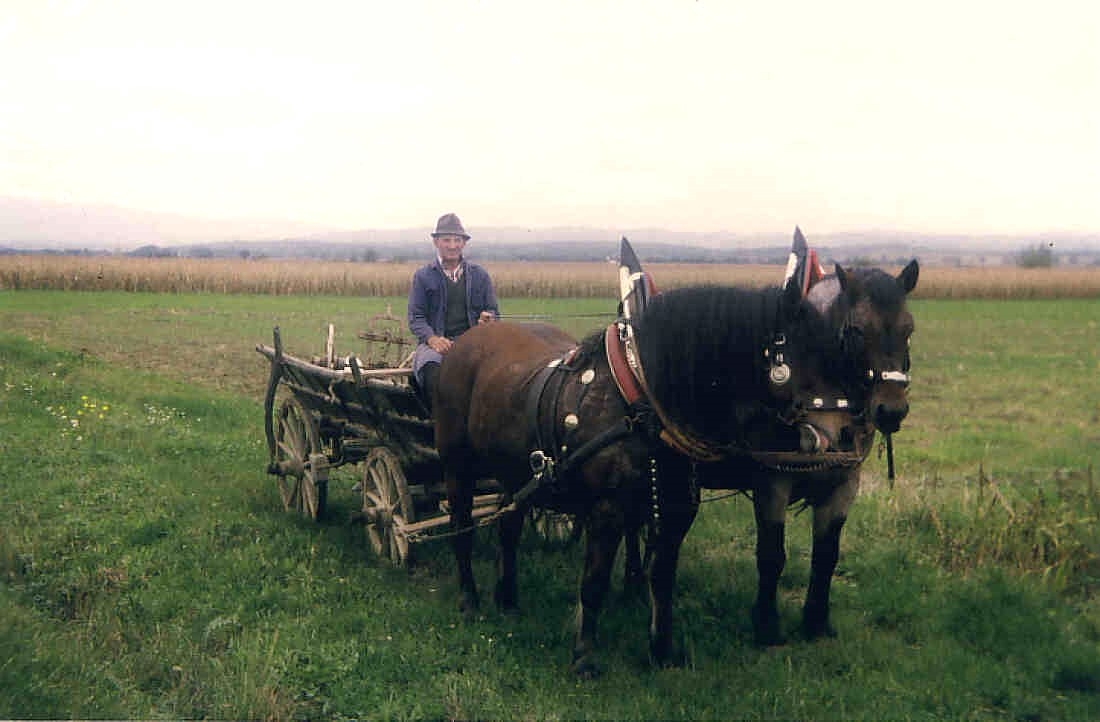 Herr Alexander Kollár mit seinem Pferdefuhrwerk